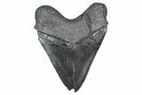 Bargain, Fossil Megalodon Tooth - South Carolina #371761-2